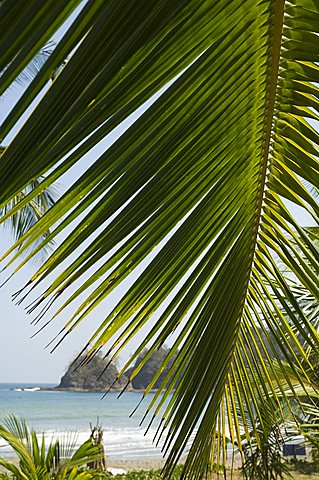 Palm leaf, Nicoya Pennisula, Costa Rica, Central America