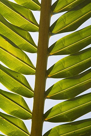 Palm leaf, Nicoya Pennisula, Costa Rica, Central America