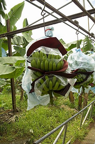 Transporting bananas from plantation, Costa Rica, Central America