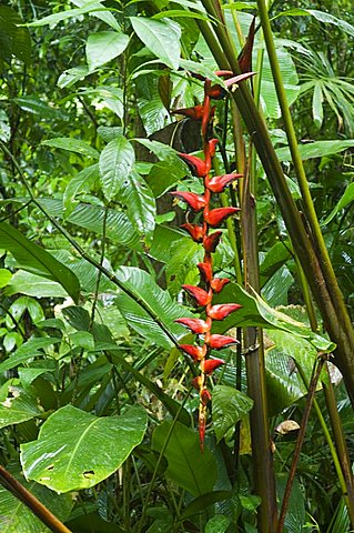 Vegetation in the rain forest, Tortuguero National Park, Costa Rica, Central America