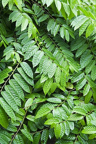 Vegetation in the rain forest, Tortuguero National Park, Costa Rica, Central America