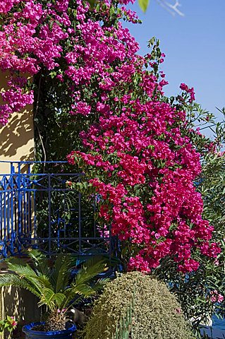 Bougainvillea, Greece, Europe