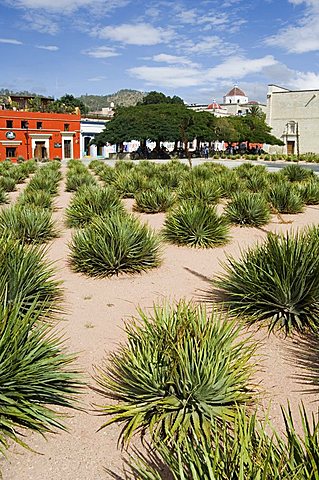 Agave plants used for making Mezcal, Oaxaca City, Oaxaca, Mexico, North America