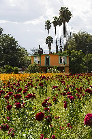 Flowers grown for the Day of the Dead, Oaxaca, Mexico, North America