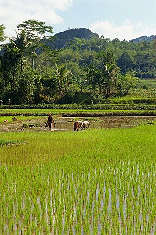 Planting rice, Toraja area, Sulawesi, Indonesia, Southeast Asia, Asia