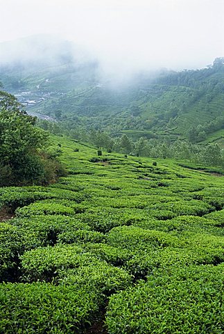 Tea estate near Munnar, Kerala state, India, Asia