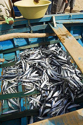 Fresh fish just caught, Tarrafal, Santiago, Cape Verde Islands, Africa