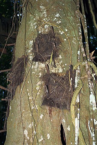 Grave in tree for very young infant, Toraja area, Sulawesi, Indonesia, Southeast Asia, Asia