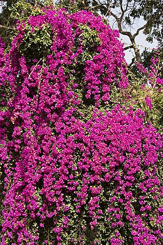 Bougainvillea, Cape Verde Islands, Africa