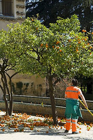 Gardners removing ripe oranges from trees in the gardens of the Real Alcazar, Santa Cruz district, Seville, Andalusia (Andalucia), Spain, Europe