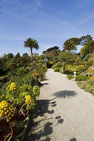 The Abbey Gardens, Tresco, Isles of Scilly, off Cornwall, United Kingdom, Europe