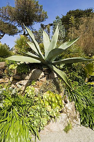 The Abbey Gardens, Tresco, Isles of Scilly, off Cornwall, United Kingdom, Europe