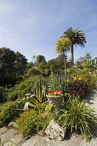 The Abbey Gardens, Tresco, Isles of Scilly, off Cornwall, United Kingdom, Europe