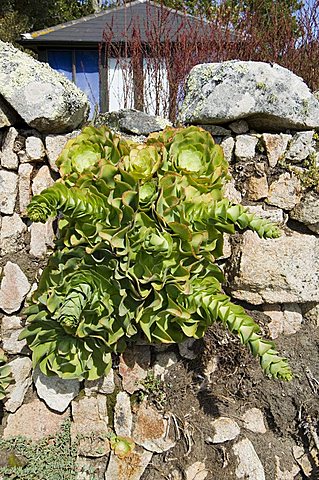 The Abbey Gardens, Tresco, Isles of Scilly, off Cornwall, United Kingdom, Europe