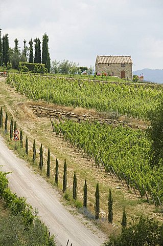 Typical view of the Tuscan landscape, Le Crete (The Crete), Tuscany, Italy, Europe