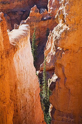 Bryce Canyon National Park, Utah, United States of America, North America