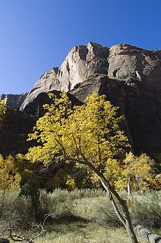 Zion National Park, Utah, United States of America, North America