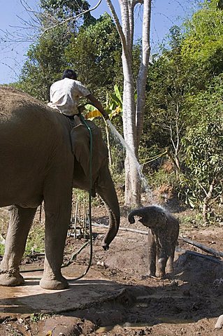 Elephants at the Anantara Golden Triangle Resort, Sop Ruak, Golden Triangle, Thailand, Southeast Asia, Asia