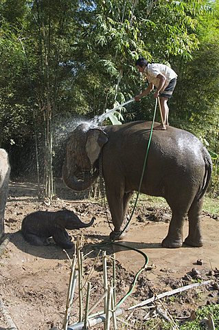 Elephants at the Anantara Golden Triangle Resort, Sop Ruak, Golden Triangle, Thailand, Southeast Asia, Asia