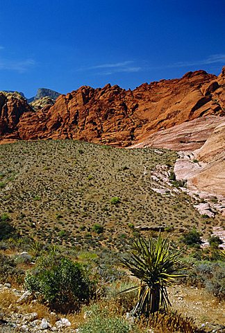 Red Rock Canyon, Spring Mountains, 15 miles west of Las Vegas in the Mojave Desert, Nevada, USA