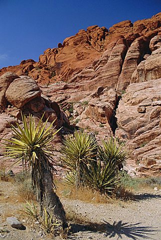 Red Rock Canyon, Spring Mountains, Mojave Desert, near Las Vegas, Nevada, USA