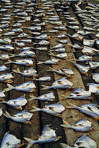 Fish filleted and left to dry in the sun, Penang, Malaysia