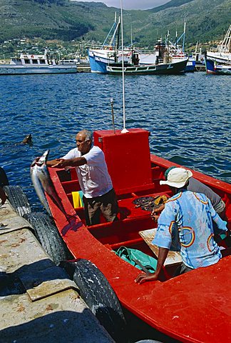 Fisherman unloading catch, Hout Bay, Cape Town, South Africa