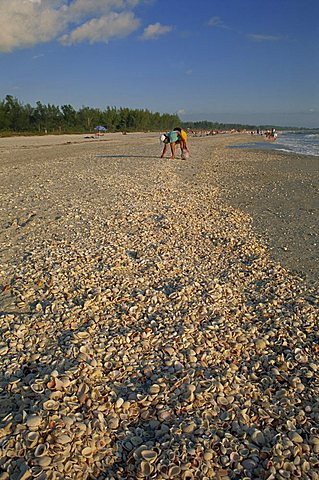 Shell collecting on Bowman's Beach, Sanibel Island, Florida, United States of America, North America