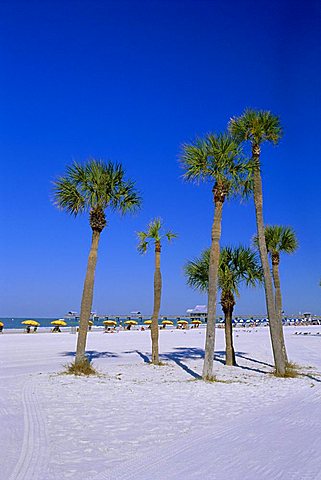 Palms and beach, Clearwater Beach, Florida, USA