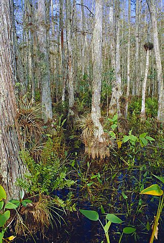 Bald Cypress swamp in the Corkscrew Swamp Sanctuary near Naples, Florida, USA