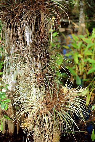 Air plant, Corkscrew Swamp Sanctuary, Florida, USA, North America