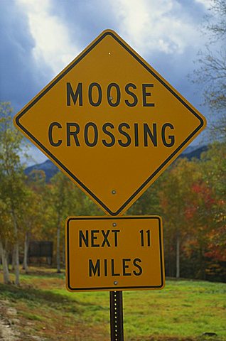 Close-up of a Moose Crossing yellow road sign, New England, United States of America, North America