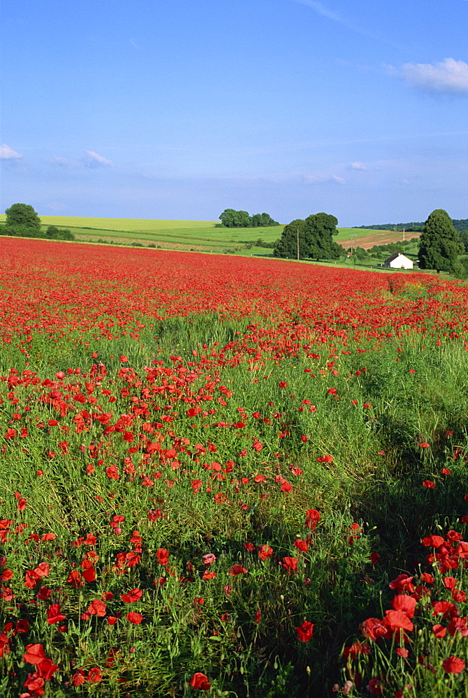 Landscape of a field of red poppies in flower in summer, near Beauvais, Picardie (Picardy), France, Europe