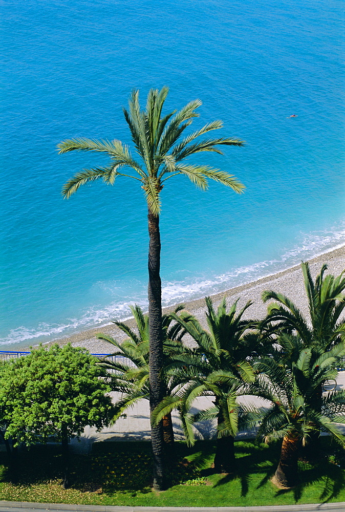 Palm trees and Baie des Anges, Nice, Cote d'Azur, Alpes-Maritimes, Provence, France, Europe