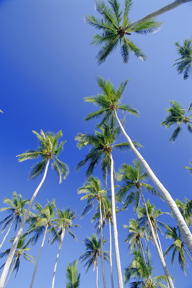 Palm Trees, Dominican Republic, Caribbean, West Indies