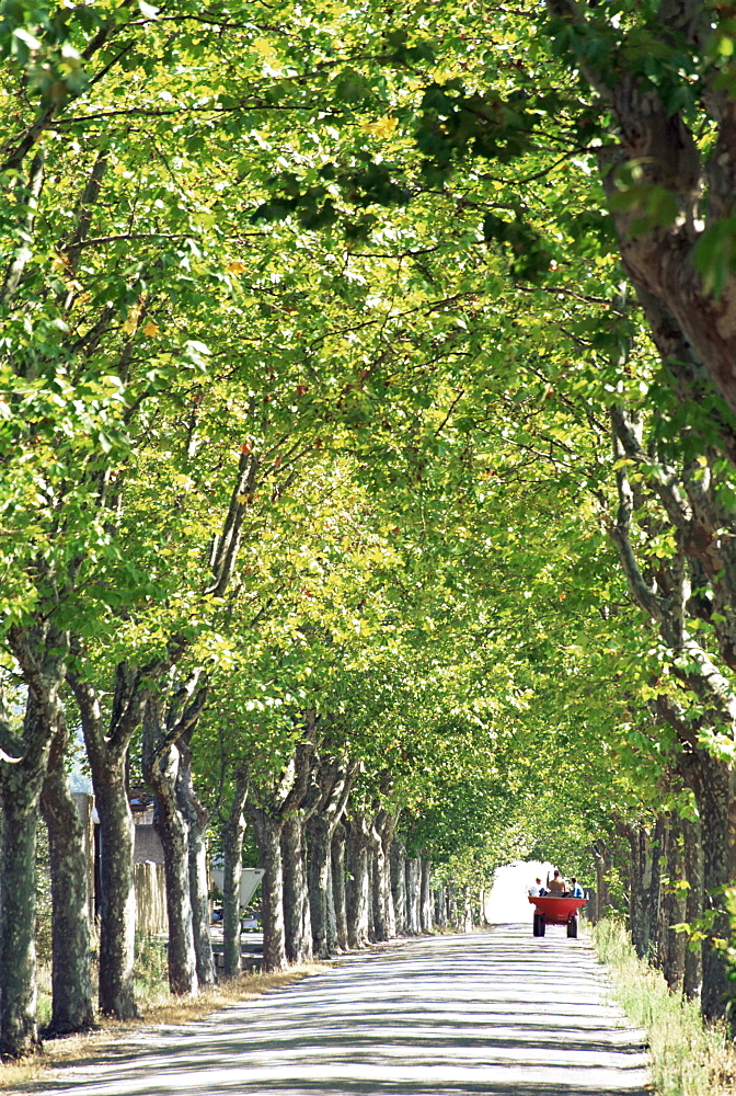 Avenue of plane trees, Lancon, Bouches du Rhone, Provence, France, Europe