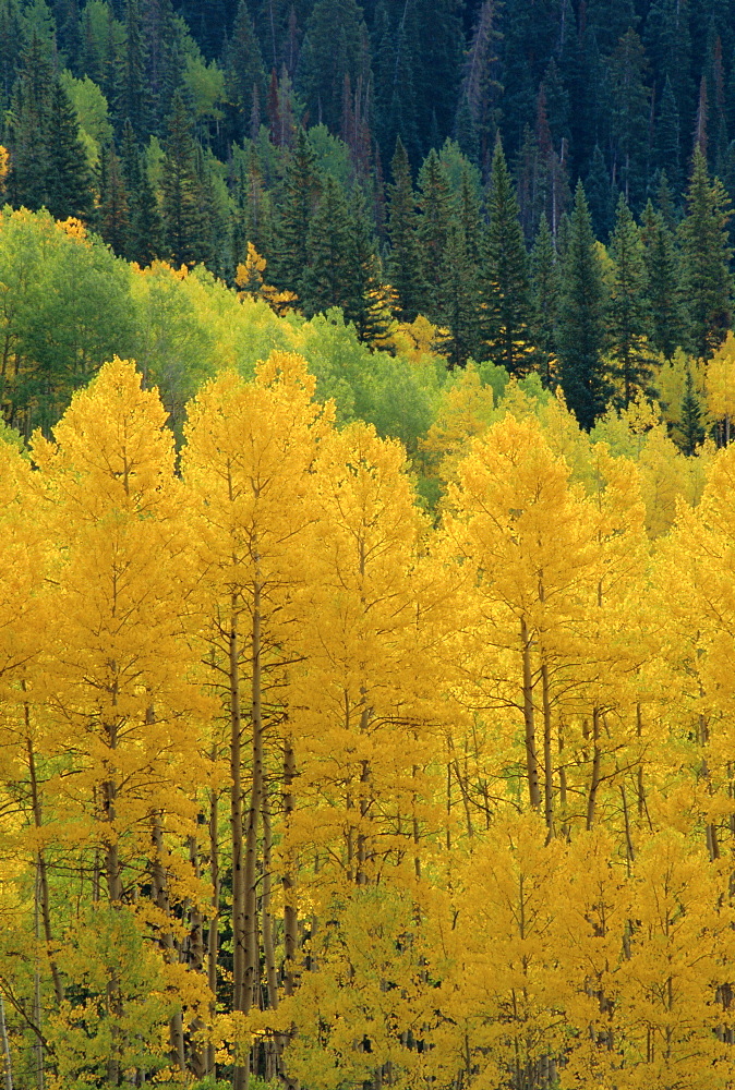 Yellow aspens, Colorado, USA, North America