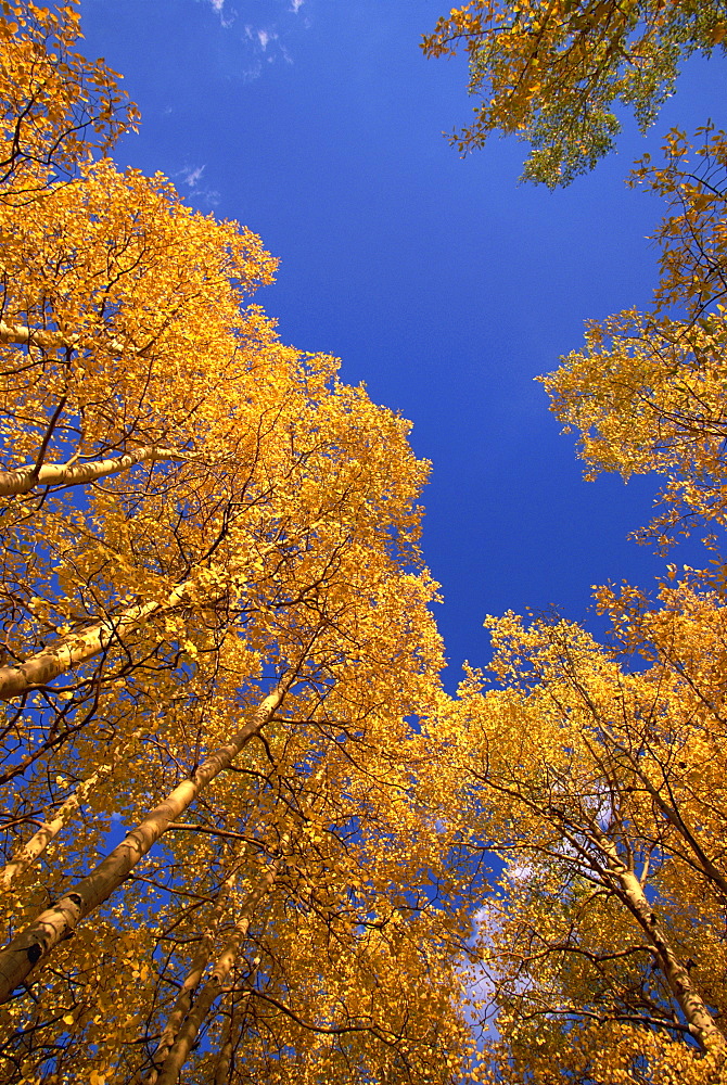 Yellow aspens in the fall, Colorado, United States of America, North America