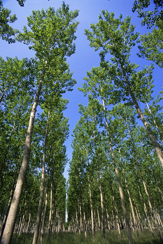 Poplar grove, Spain, Europe