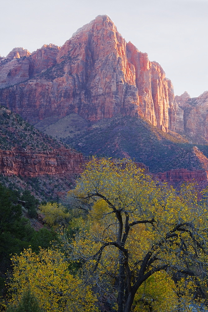 The Watchman, Zion National Park, Utah, United States of America, North America