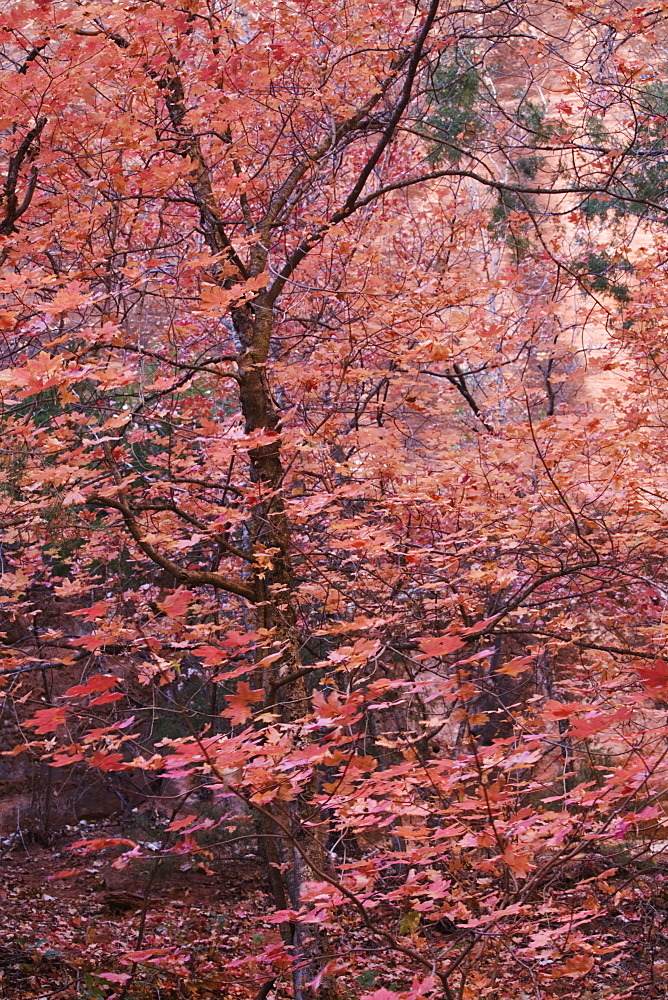 Fall colour, Zion National Park in autumn, Utah, United States of America, North America