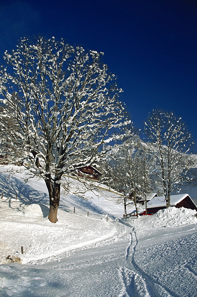 Snow covered tree, Grindelwald, Switzerland, Europe