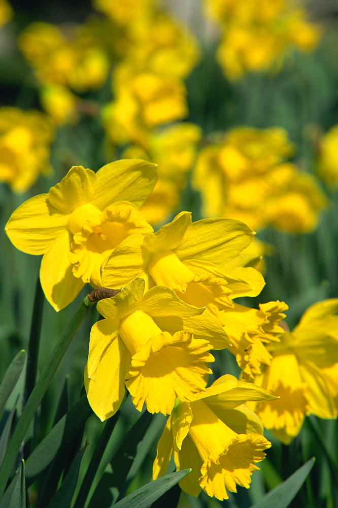 Daffodils