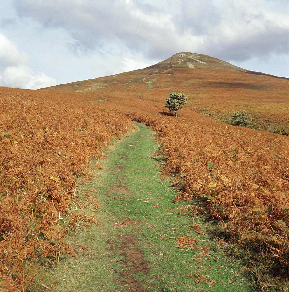 The Sugar Loaf, in autumn, Black Mountains near Abergavenny, Monmouthshire, Wales, United Kingdom, Europe