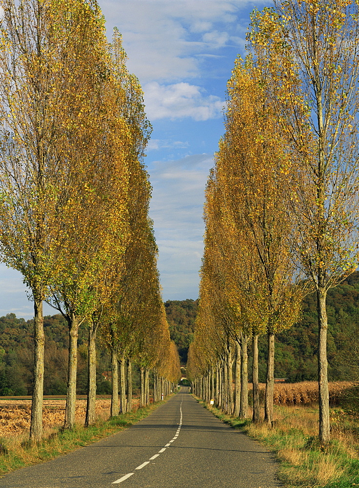 Poplars on both sides of an empty rural road near St. Mont, Les Landes, Aquitaine, France, Europe