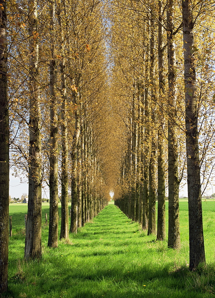 Avenue of trees, Haute Normandie (Normandy), France, Europe