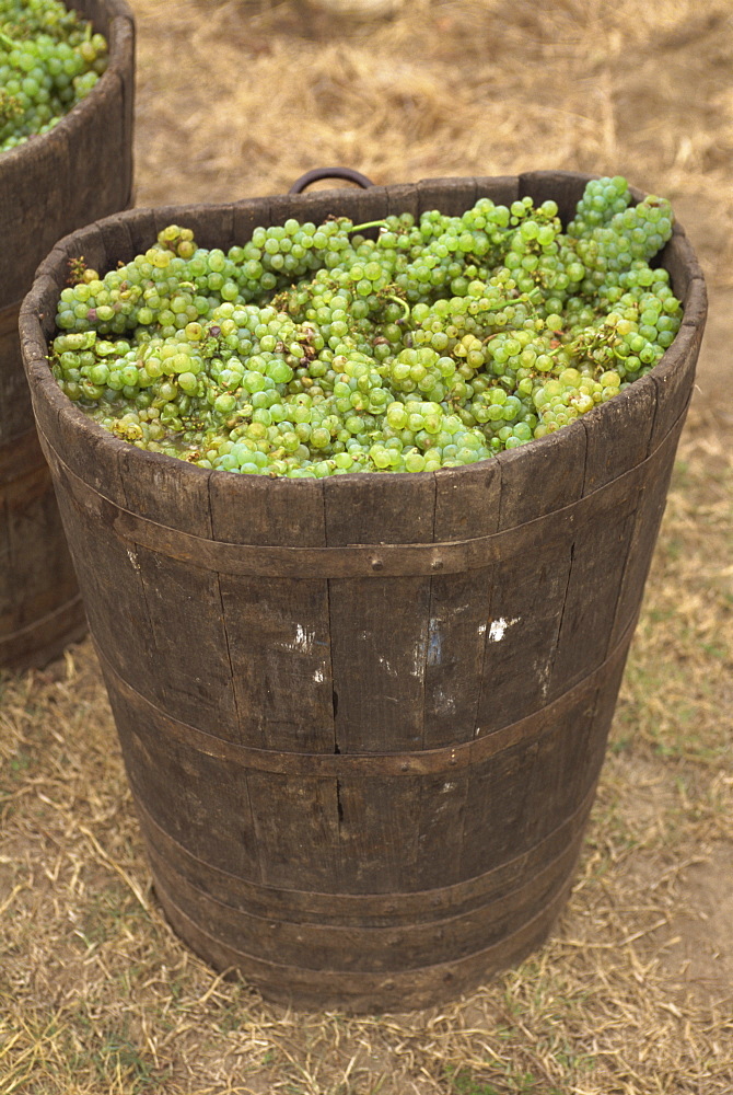 Muscadet grapes, Western Loire, France, Europe