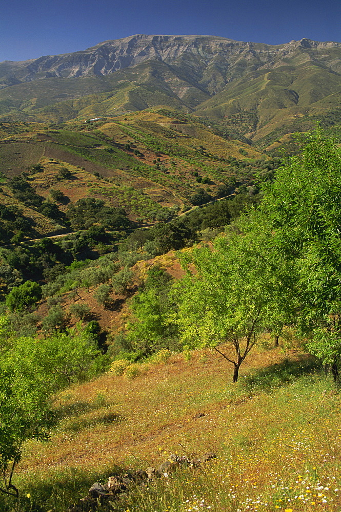 Landscape of trees, fields and mountains near Competa in the Malaga region of Andalucia (Andalusia), Spain, Europe