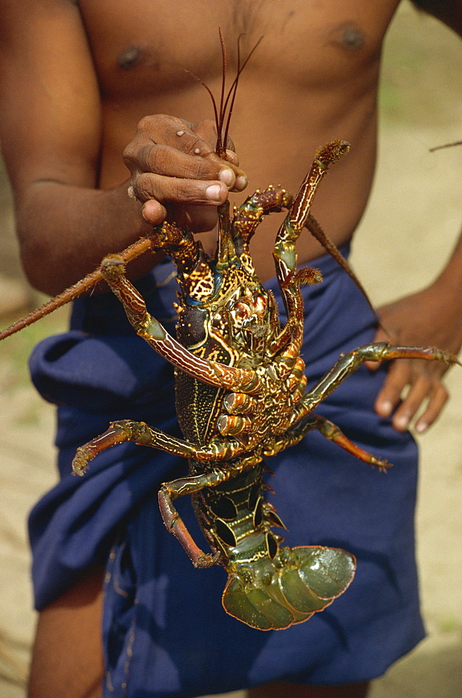 Close-up of a lobster being held by a fisherman in Sri Lanka, Asia