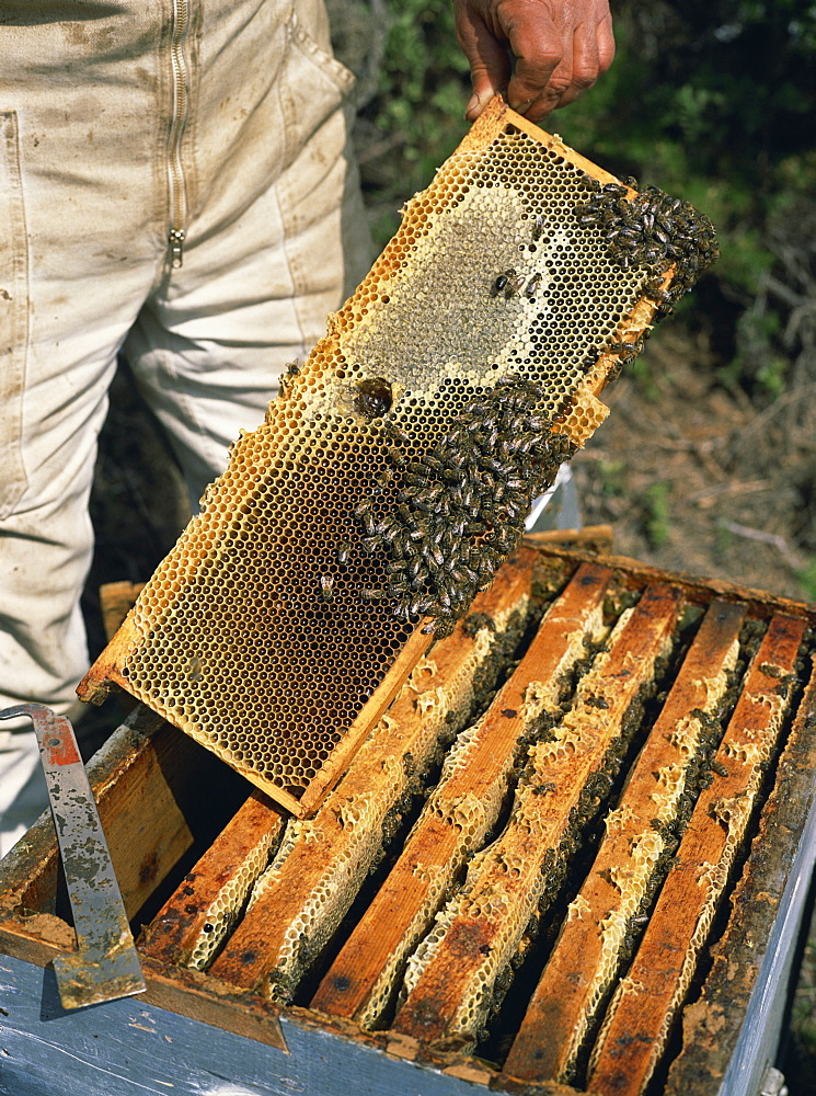 Bee keeper collecting honey from combs in beehives in Provence, France, Europe